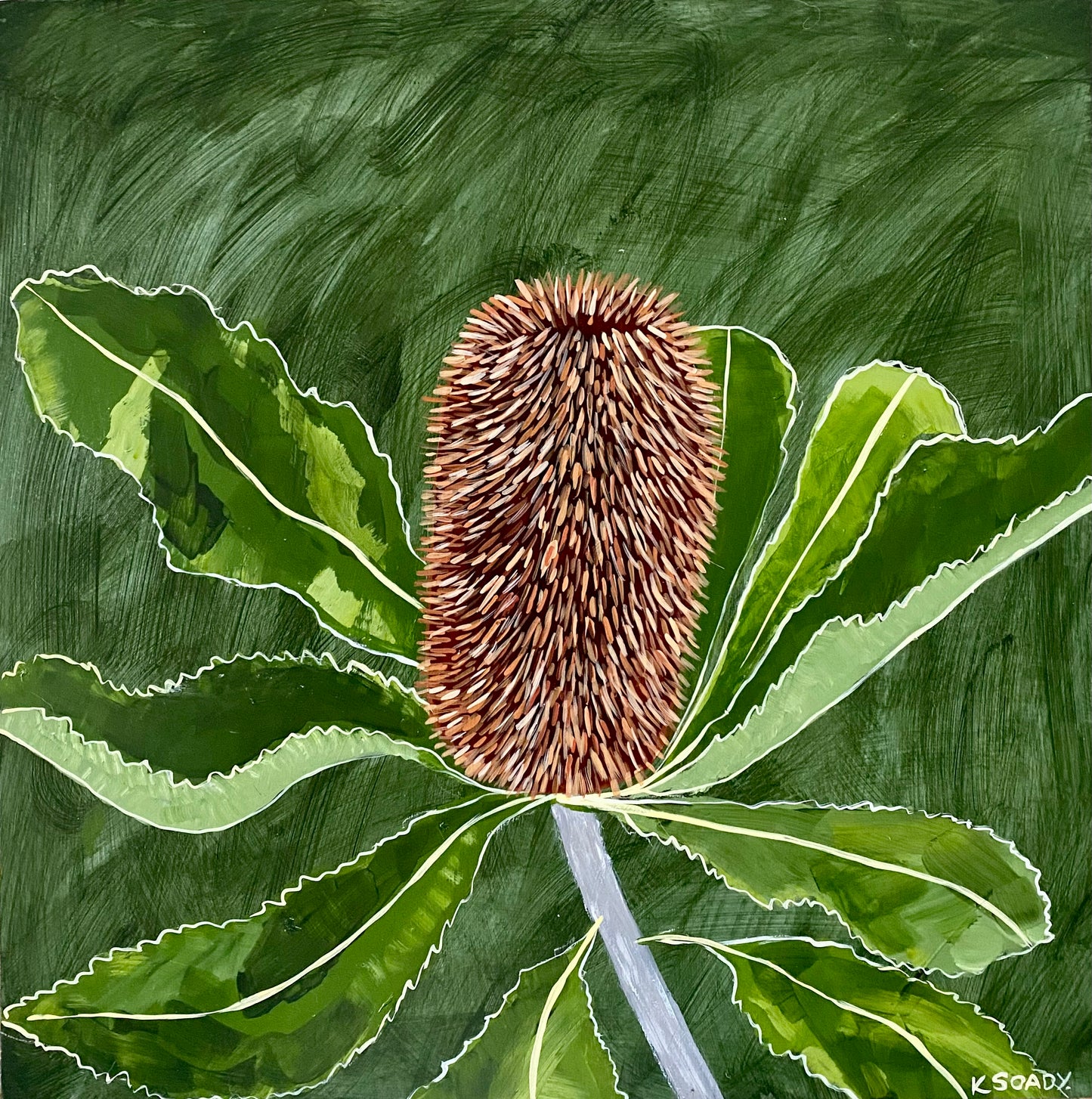 Banksia Robur #6