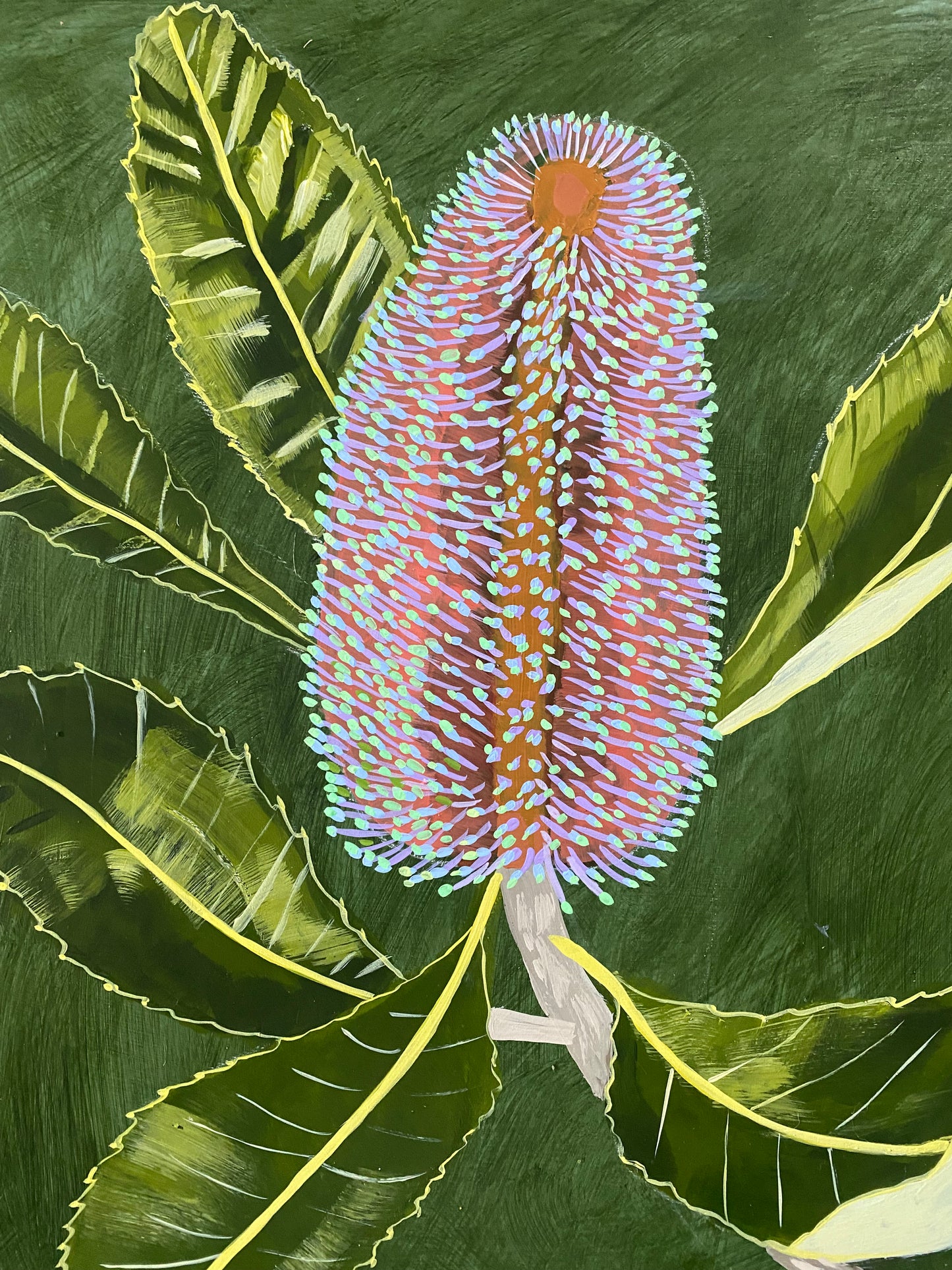 Banksia Robur #5
