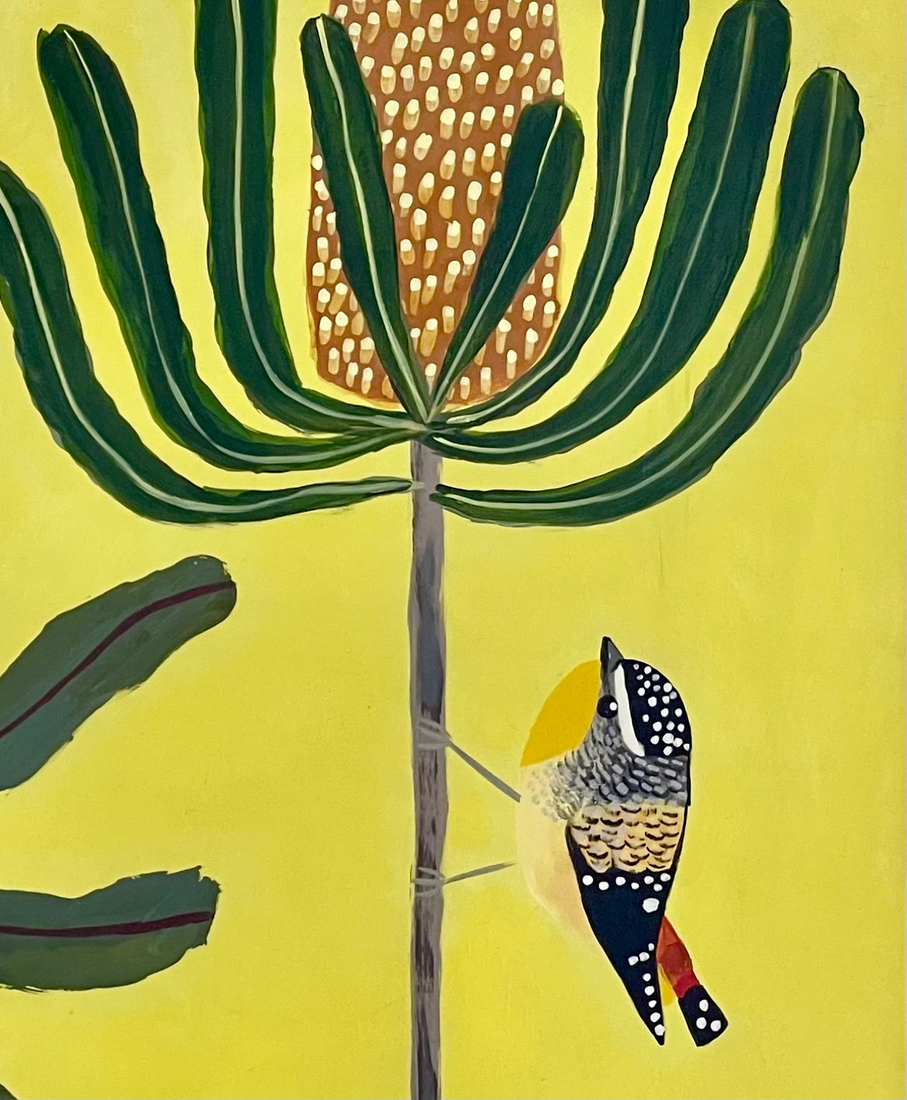 Pardalotes