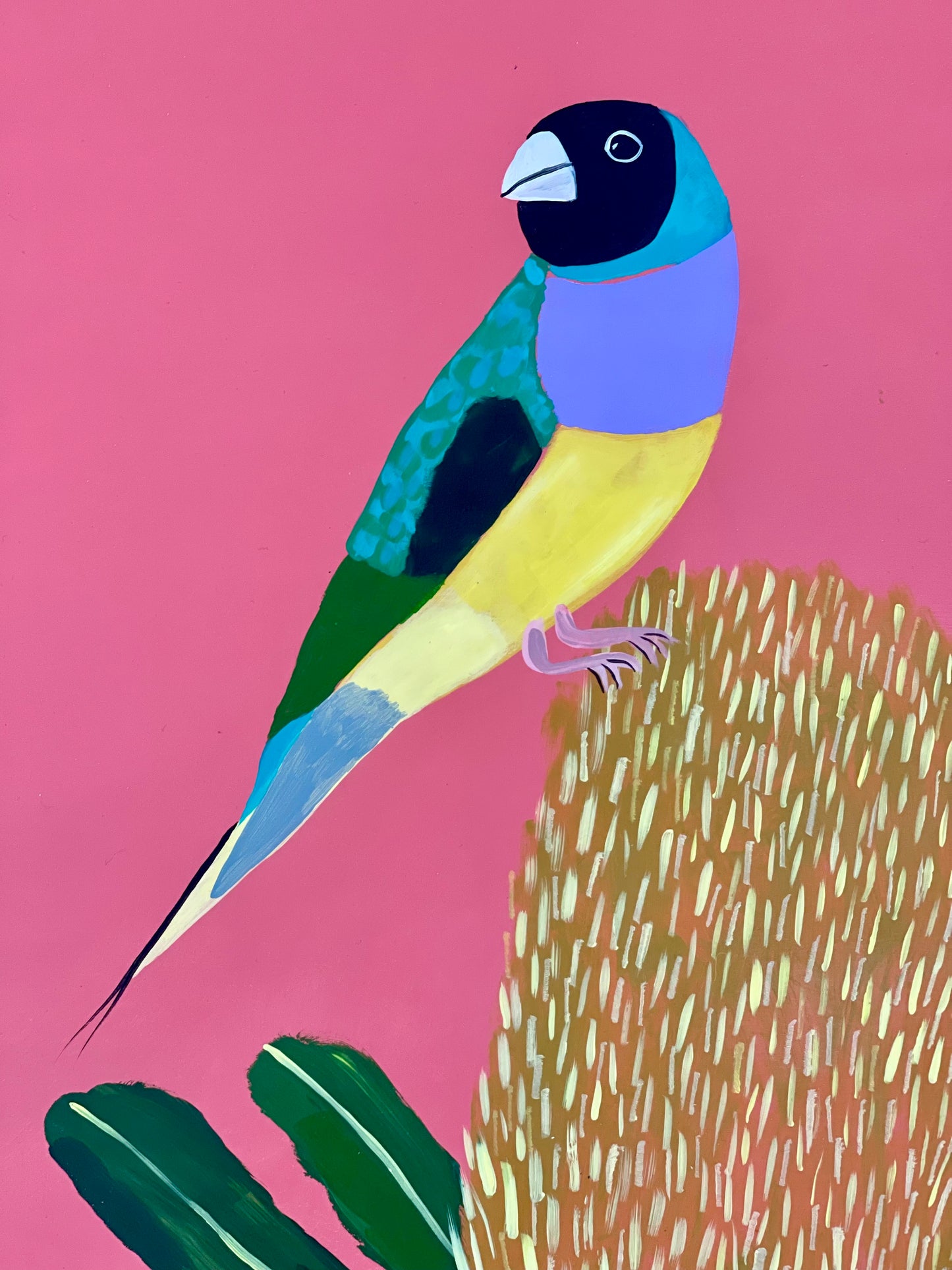 Gouldian Finch