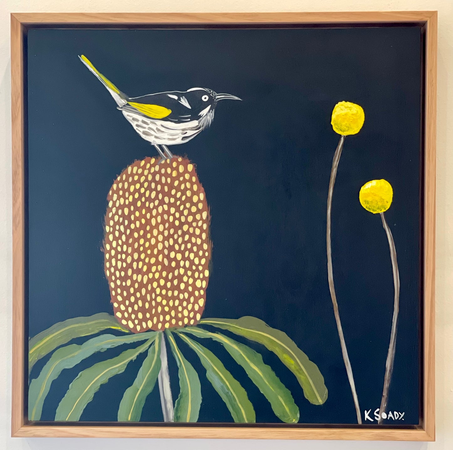 New Holland Honeyeater