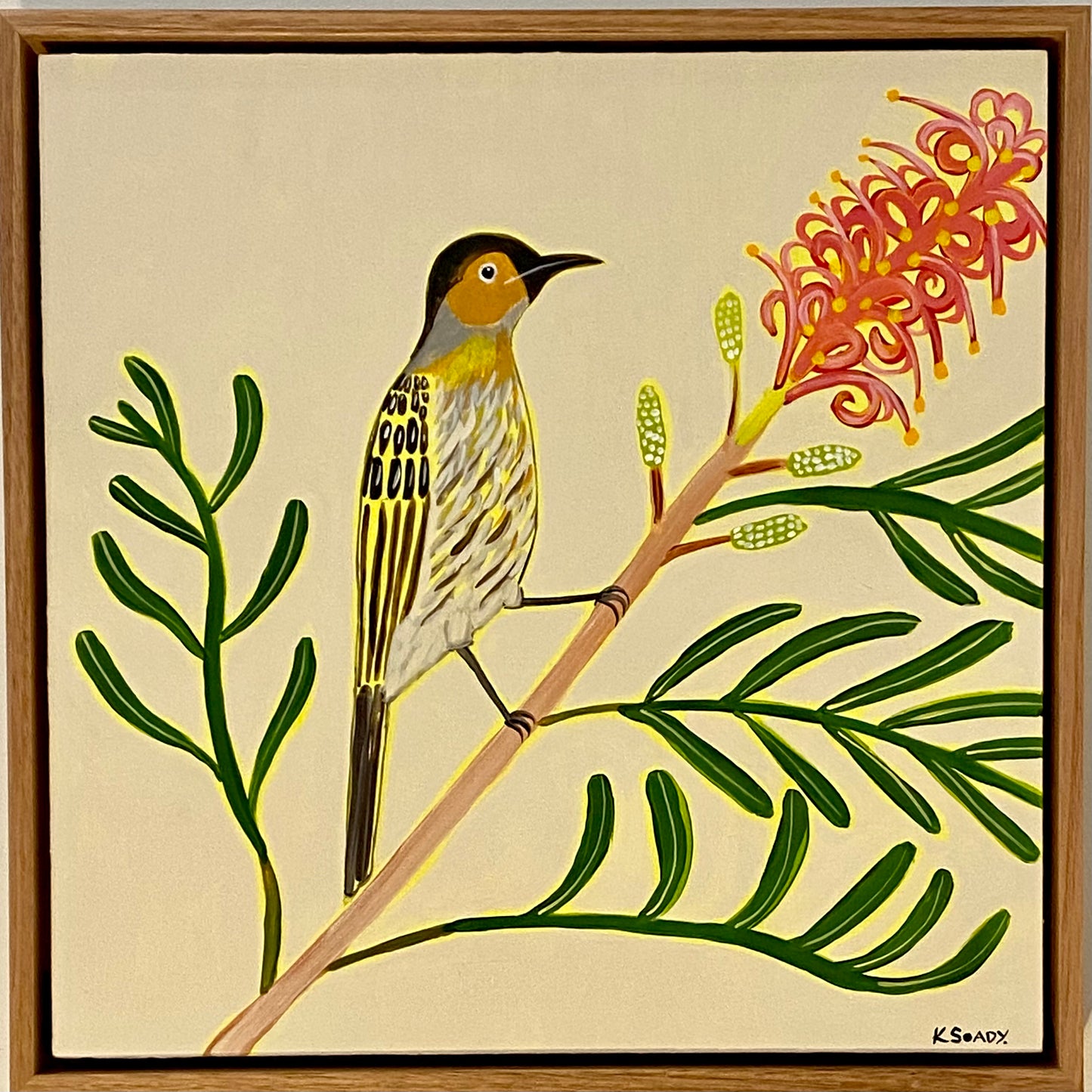 Macleays Honeyeater