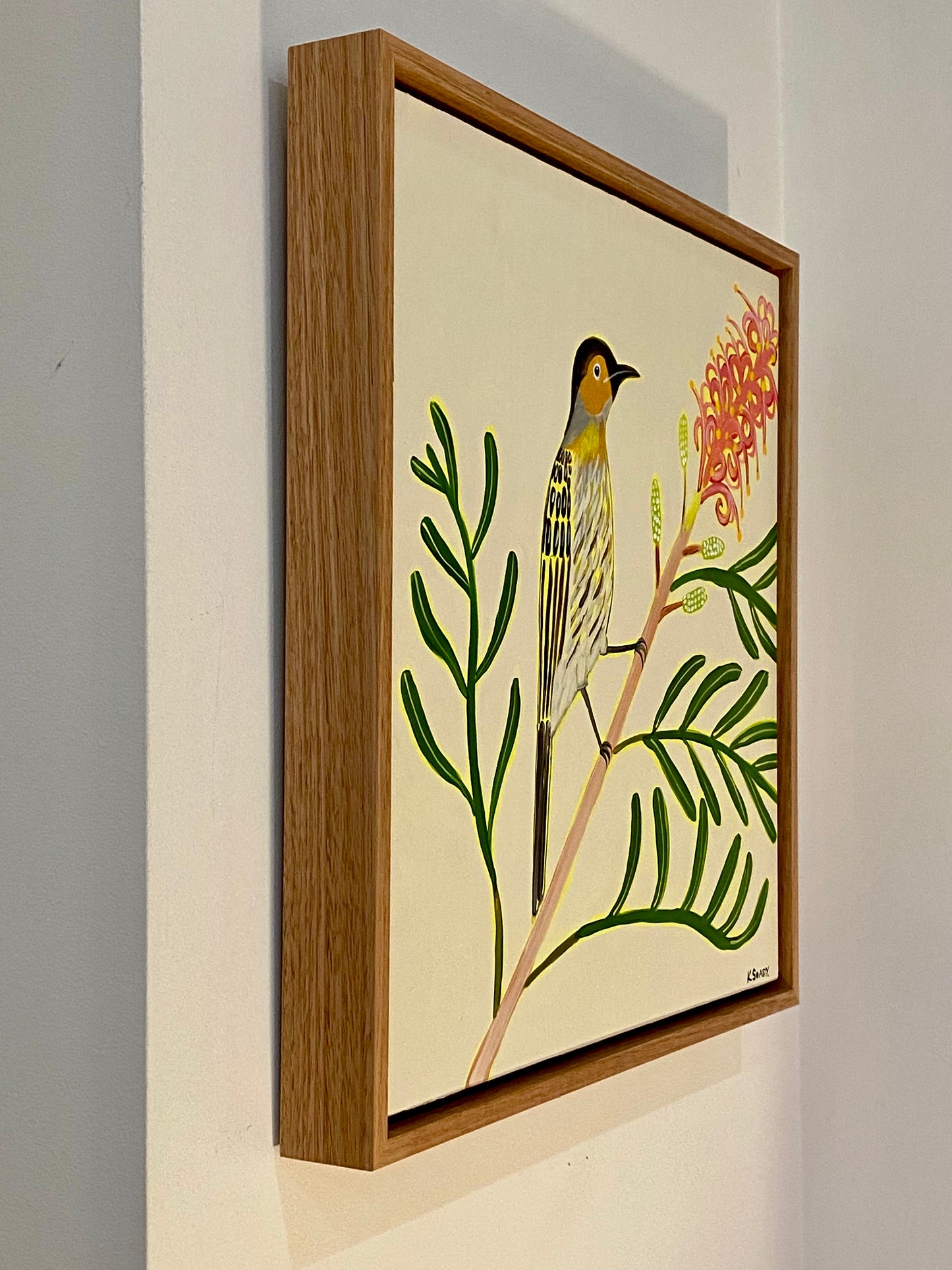 Macleays Honeyeater