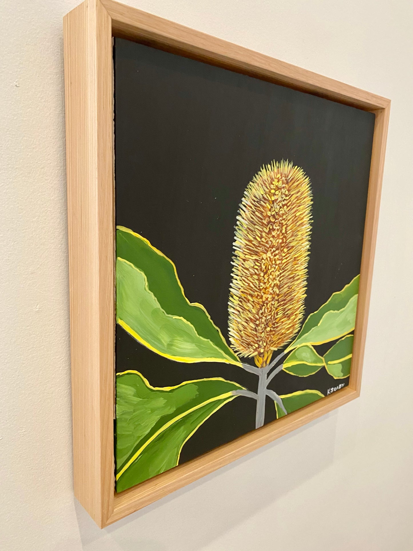 Banksia Robur