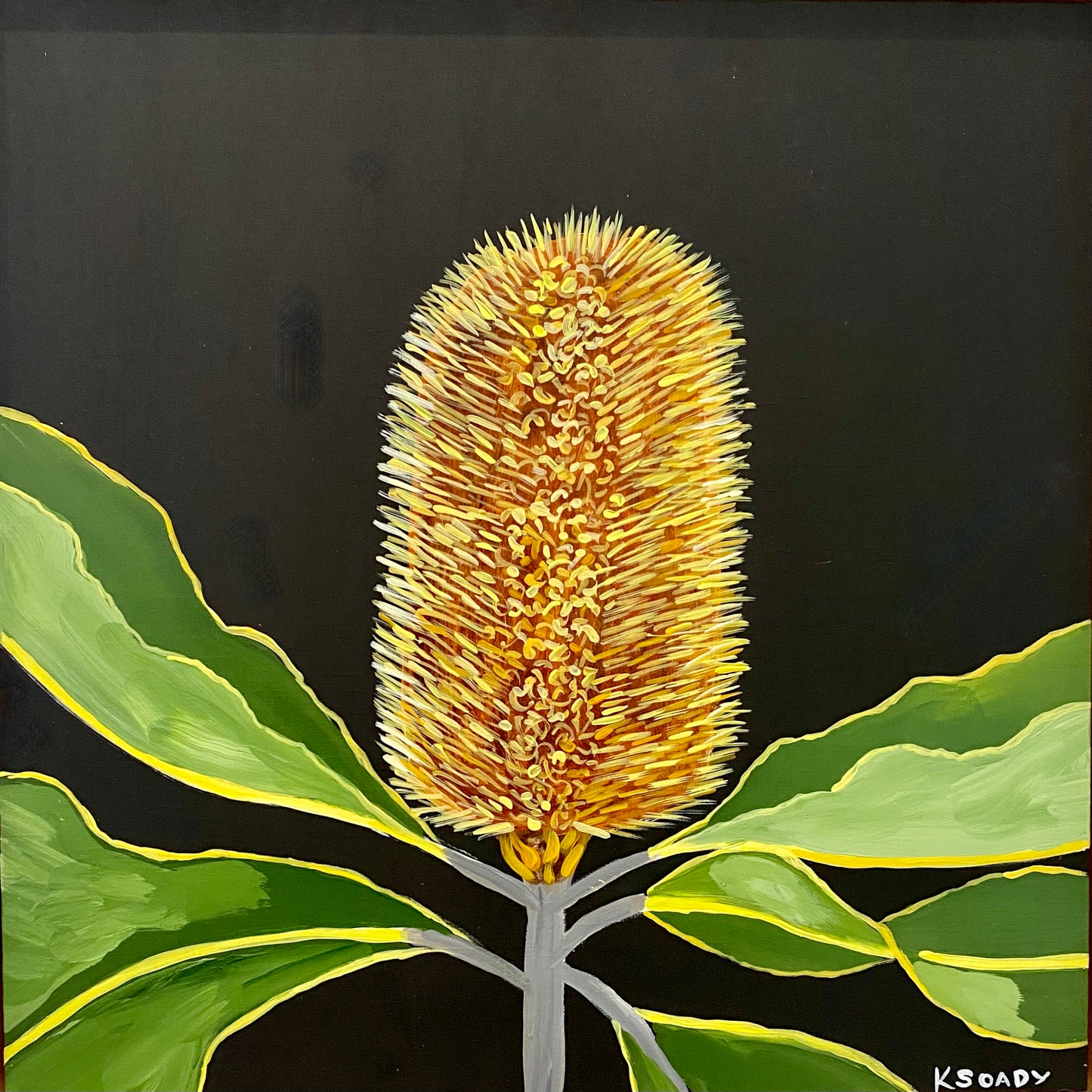 Banksia Robur