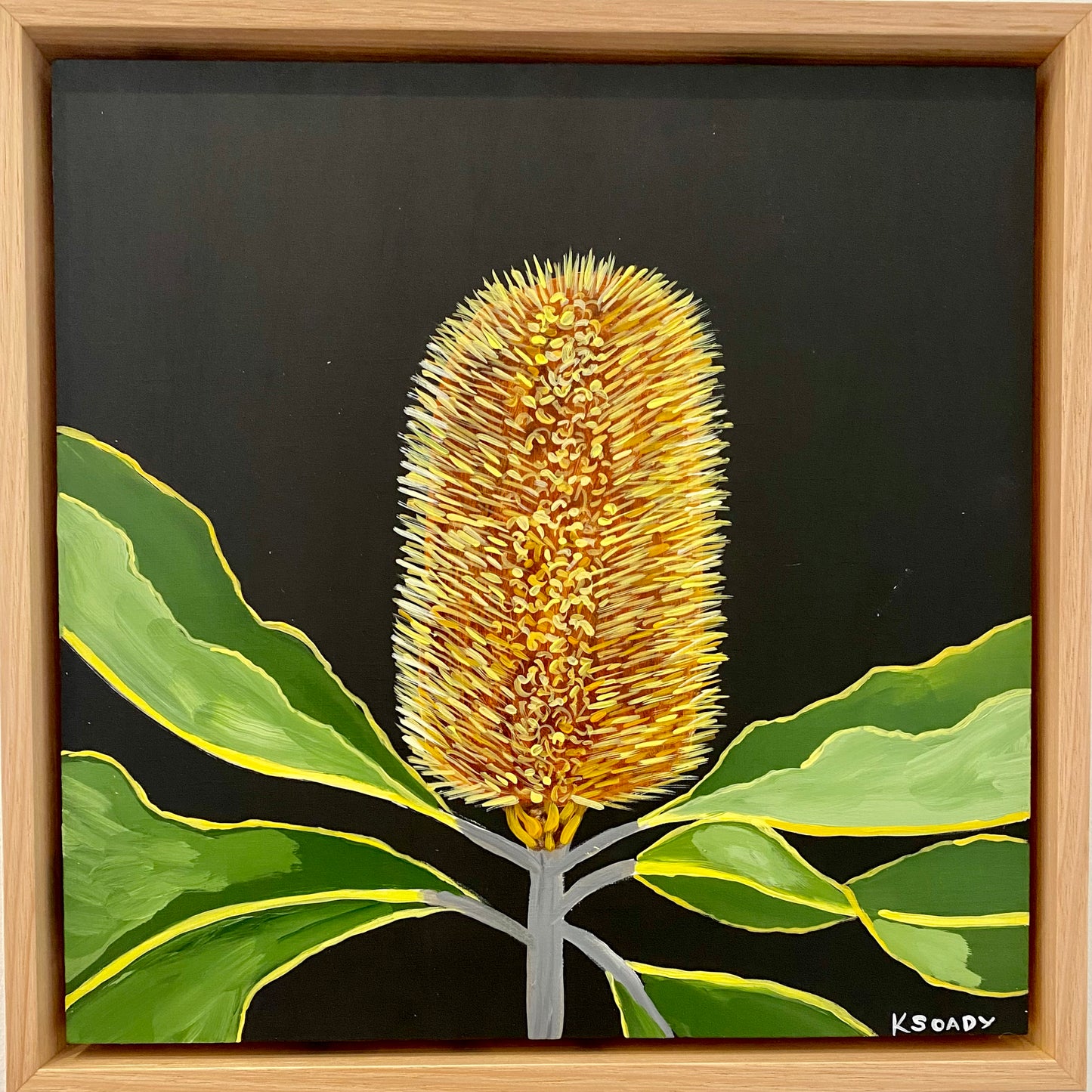 Banksia Robur