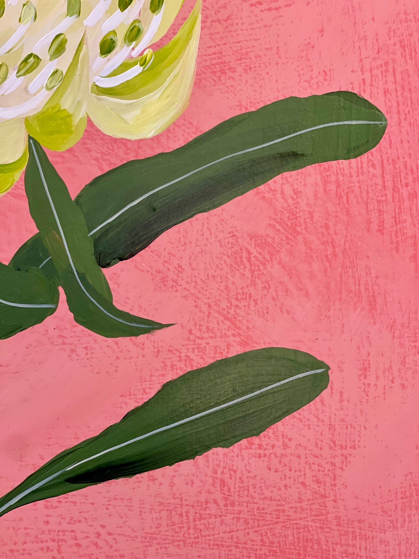 White Waratah