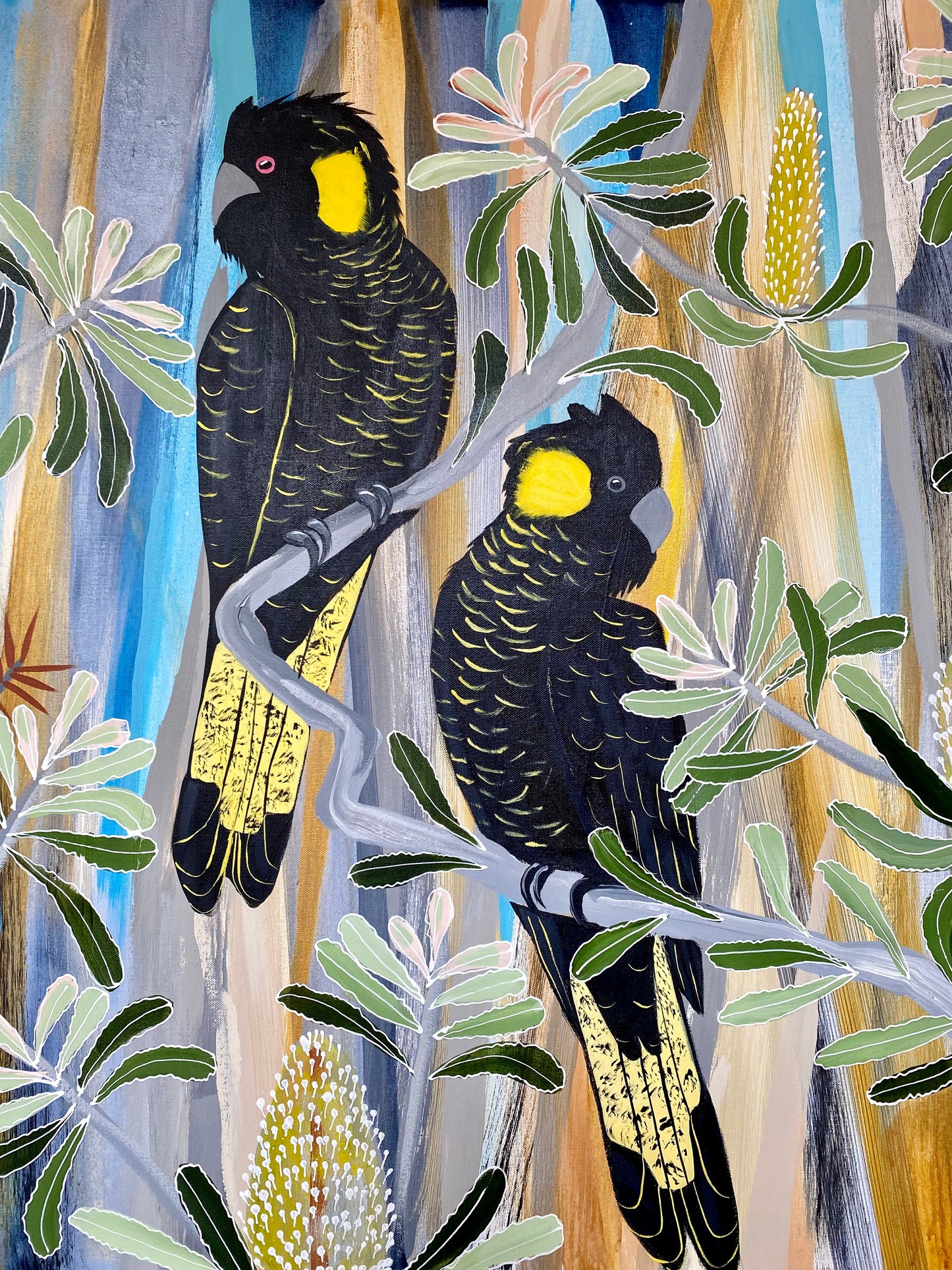 Blue Mountains Black Cockatoos #3