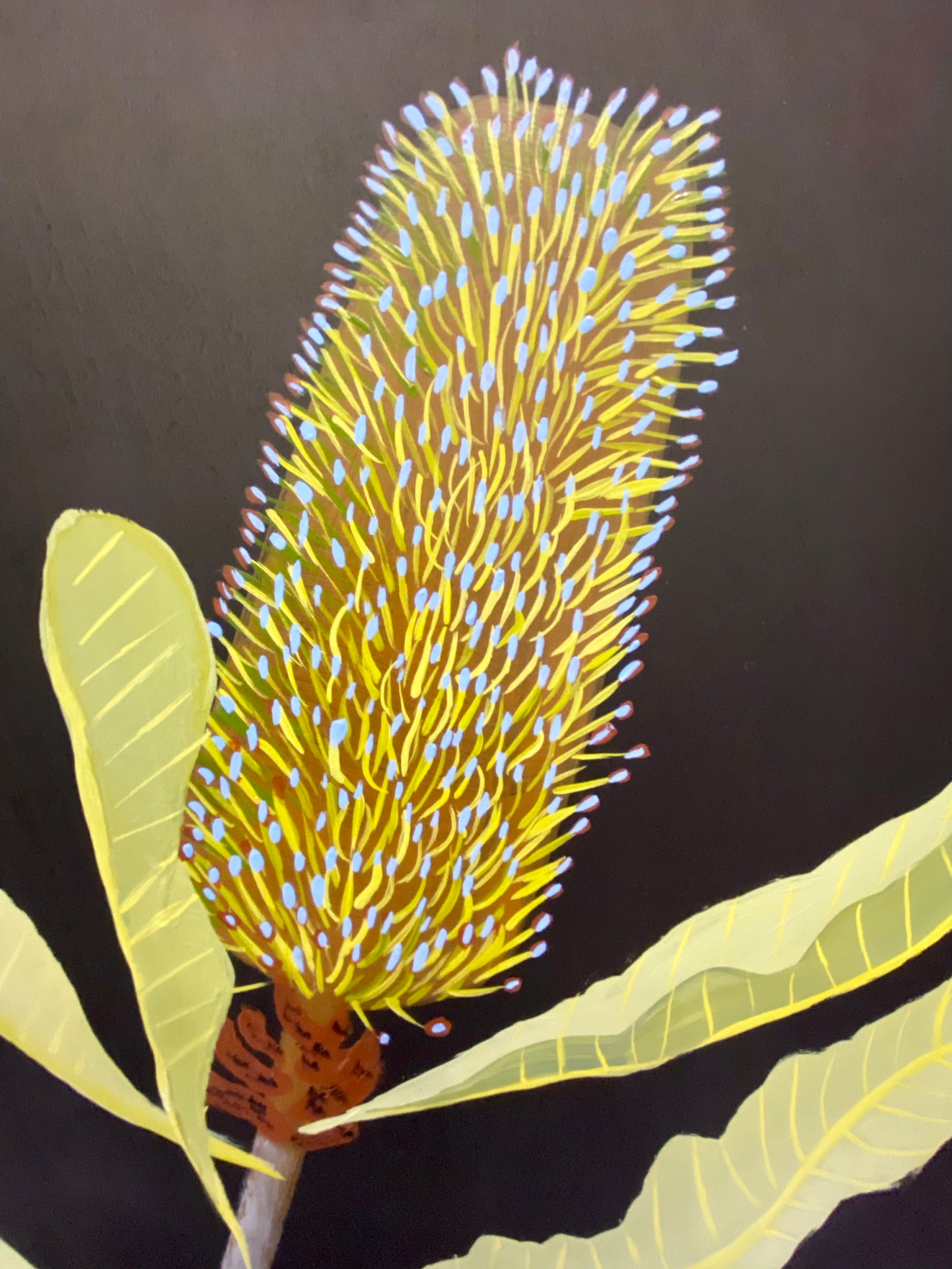 Swamp Banksia