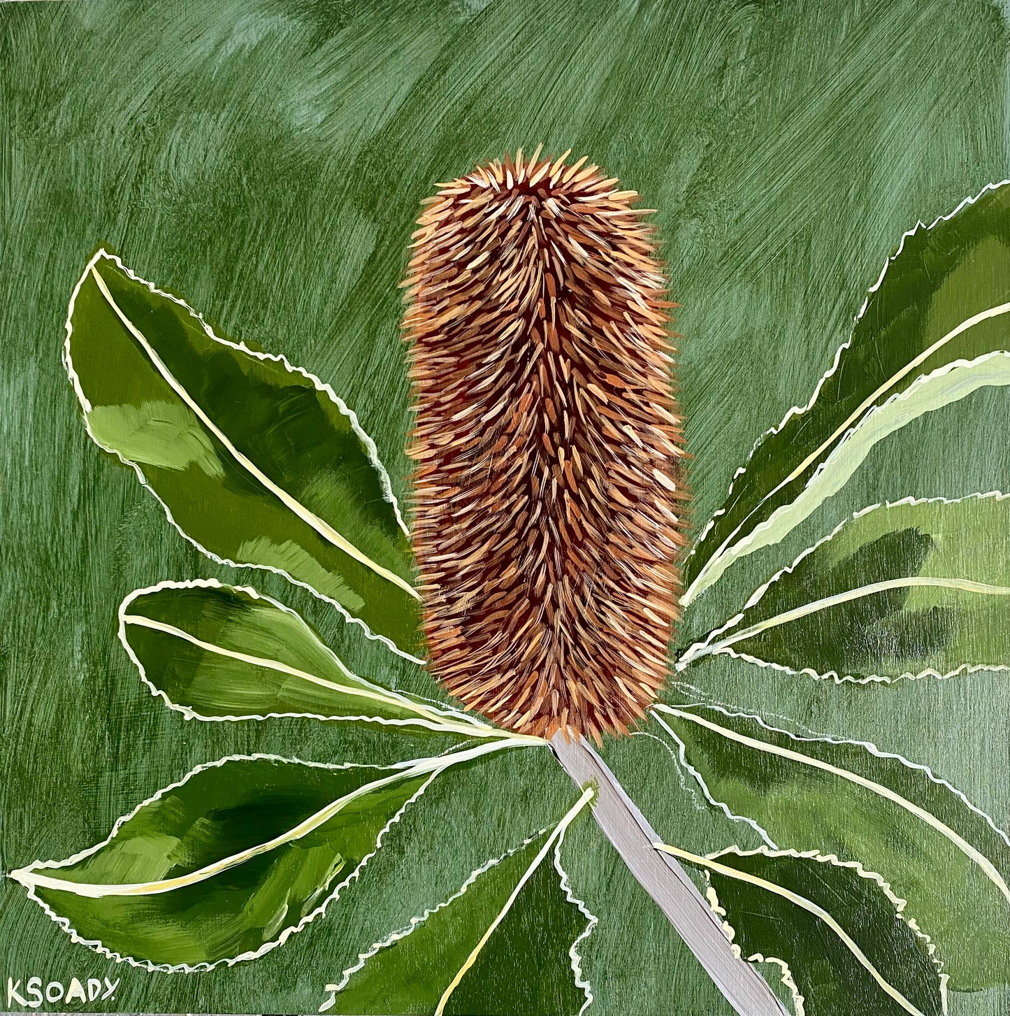 Banksia Robur #2