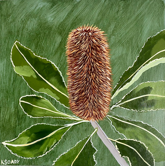 Banksia Robur #1