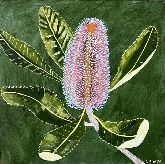 Banksia Robur #5