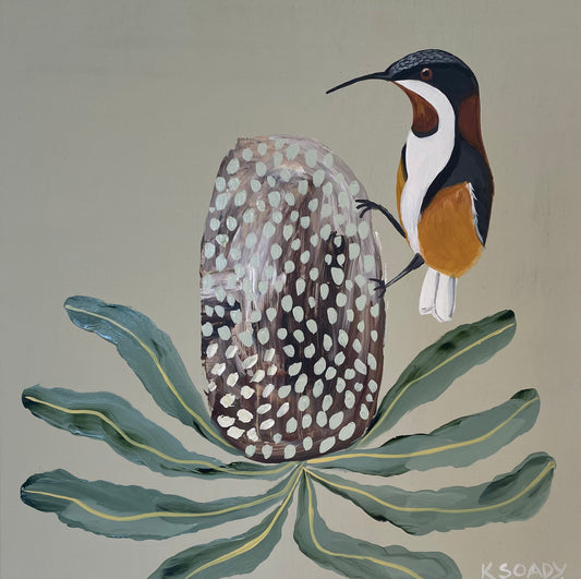 Honeyeater and Banksia #5