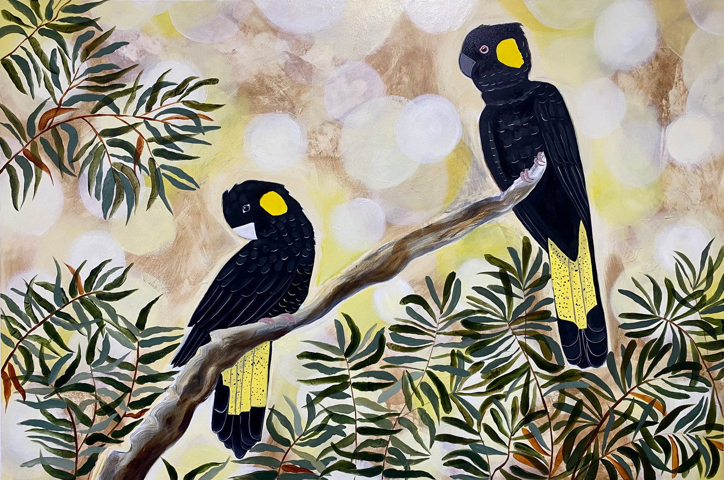 Black cockatoos in the Afternoon Light