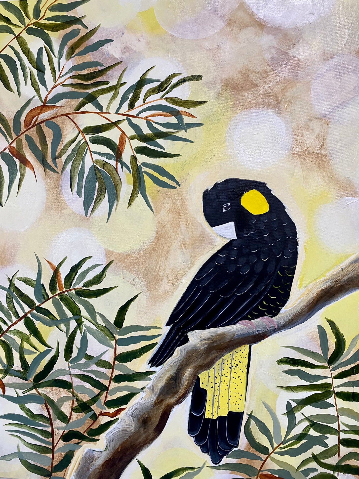 Black cockatoos in the Afternoon Light
