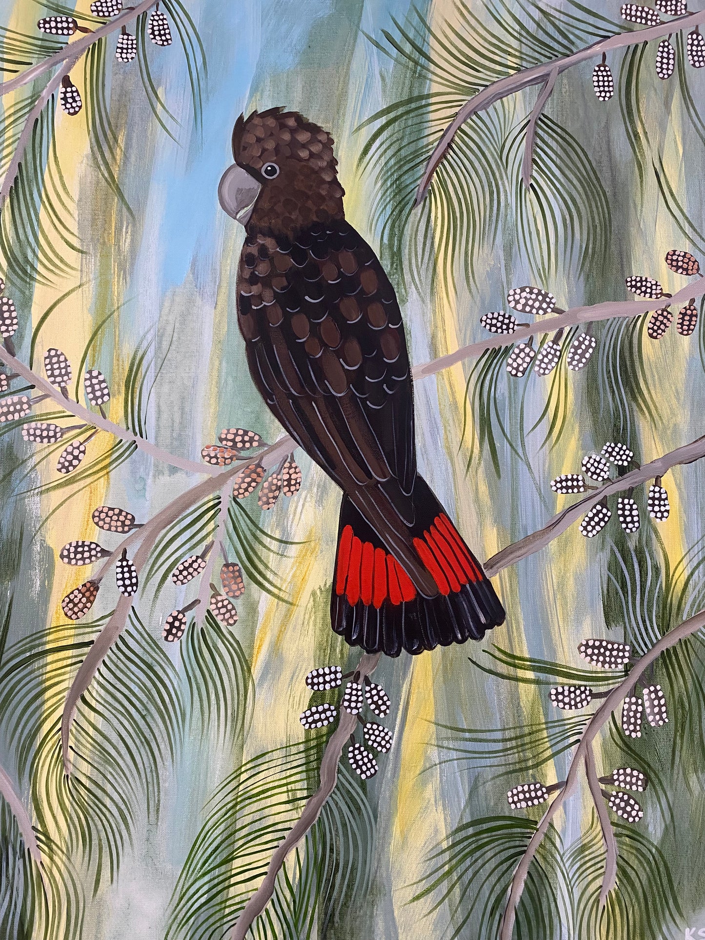 Glossy Black Cockatoos in the Casuarina