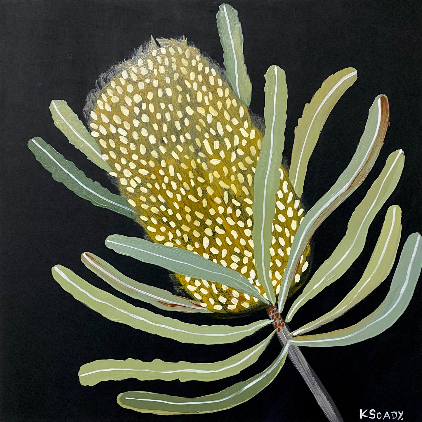 Banksia Nocture #5