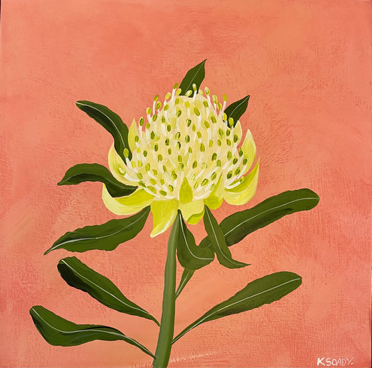 White Waratah