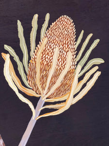 Pod and Banksia #2