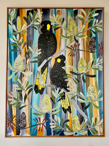 Blue Mountains Black Cockatoos #1