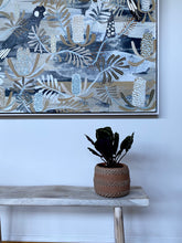 Load image into Gallery viewer, Black Cockatoo Banksia  #1