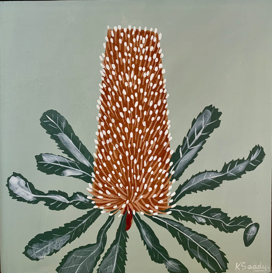 Banksia  Mini - Serrata 1